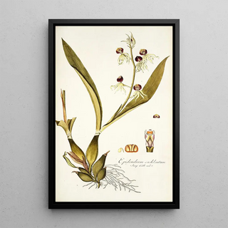 Nikolaus Joseph Freiherr von Jacquin - Epidendrum cochleatum.webp