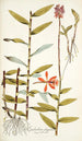 Epidendrum elongatum - Nikolaus Joseph Freiherr von Jacquin — näkymä teoksesta