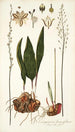 Eriospermum lanceaefolium - Nikolaus Joseph Freiherr von Jacquin — näkymä teoksesta
