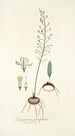 Eriospermum parvifolium - Nikolaus Joseph Freiherr von Jacquin — näkymä teoksesta