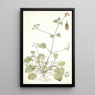 Nikolaus Joseph Freiherr von Jacquin - Erodium ribifolium.webp