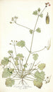 Erodium ribifolium - Nikolaus Joseph Freiherr von Jacquin — näkymä teoksesta
