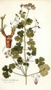 Erodium trilobatum - Nikolaus Joseph Freiherr von Jacquin — näkymä teoksesta