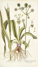Eryngium aquaticum - Nikolaus Joseph Freiherr von Jacquin — näkymä teoksesta