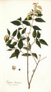 Eugenia baruensis - Nikolaus Joseph Freiherr von Jacquin — näkymä teoksesta