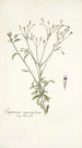 Eupatorium myosotifolium - Nikolaus Joseph Freiherr von Jacquin — näkymä teoksesta