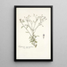Eupatorium myosotifolium - Nikolaus Joseph Freiherr von Jacquin — kehystetty taideteos seinällä