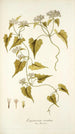 Eupatorium scandens - Nikolaus Joseph Freiherr von Jacquin — näkymä teoksesta
