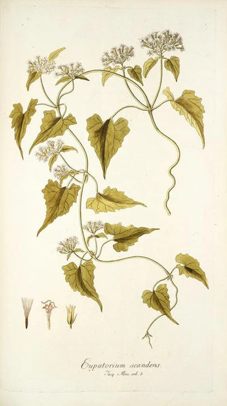 Nikolaus Joseph Freiherr von Jacquin - Eupatorium scandens.webp