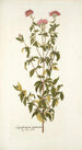 Eupatorium syriacum - Nikolaus Joseph Freiherr von Jacquin — näkymä teoksesta