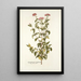 Eupatorium syriacum - Nikolaus Joseph Freiherr von Jacquin — kehystetty taideteos seinällä