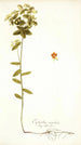 Euphorbia angulata - Nikolaus Joseph Freiherr von Jacquin — näkymä teoksesta