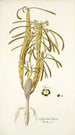 Euphorbia clava - Nikolaus Joseph Freiherr von Jacquin — näkymä teoksesta