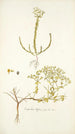 Euphorbia diffusa - Nikolaus Joseph Freiherr von Jacquin — näkymä teoksesta