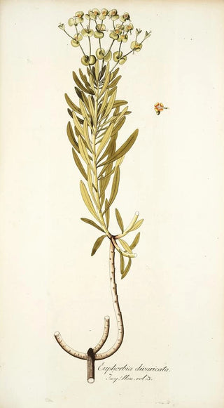 Nikolaus Joseph Freiherr von Jacquin - Euphorbia divaricata.webp