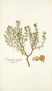 Euphorbia linifolia - Nikolaus Joseph Freiherr von Jacquin — näkymä teoksesta