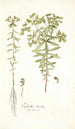 Euphorbia literata - Nikolaus Joseph Freiherr von Jacquin — näkymä teoksesta
