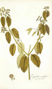 Euphorbia nudiflora - Nikolaus Joseph Freiherr von Jacquin — näkymä teoksesta