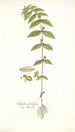Euphorbia pilulifera - Nikolaus Joseph Freiherr von Jacquin — näkymä teoksesta