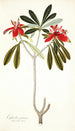 Euphorbia punicea - Nikolaus Joseph Freiherr von Jacquin — näkymä teoksesta
