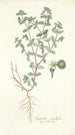 Euphorbia scordifolia - Nikolaus Joseph Freiherr von Jacquin — näkymä teoksesta