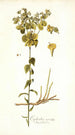 Euphorbia serrata - Nikolaus Joseph Freiherr von Jacquin — näkymä teoksesta