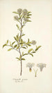 Fothergilla gardeni - Nikolaus Joseph Freiherr von Jacquin — näkymä teoksesta