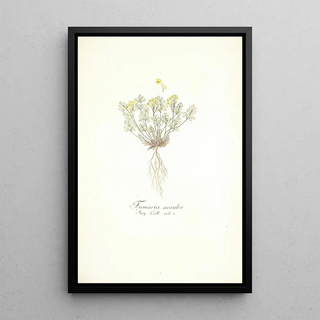 Nikolaus Joseph Freiherr von Jacquin - Fumaria acaulis.webp