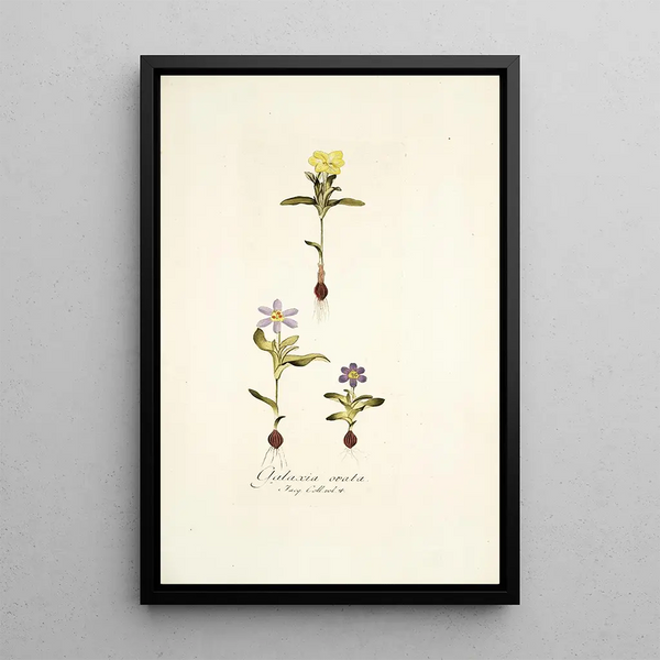 Nikolaus Joseph Freiherr von Jacquin - Galaxia ovata.webp