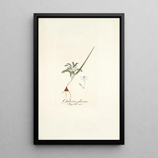 Nikolaus Joseph Freiherr von Jacquin - Galaxia plicata.webp