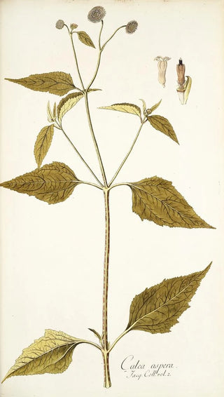 Nikolaus Joseph Freiherr von Jacquin - Galea aspera.webp