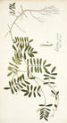 Galega cinerea - Nikolaus Joseph Freiherr von Jacquin — näkymä teoksesta
