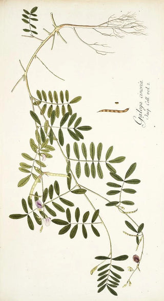 Nikolaus Joseph Freiherr von Jacquin - Galega cinerea.webp