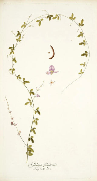 Nikolaus Joseph Freiherr von Jacquin - Galega filiformis.webp