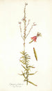 Gaura fruticosa - Nikolaus Joseph Freiherr von Jacquin — näkymä teoksesta
