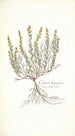 Genista hispanica - Nikolaus Joseph Freiherr von Jacquin — näkymä teoksesta