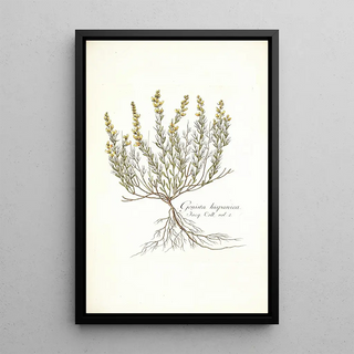 Nikolaus Joseph Freiherr von Jacquin - Genista hispanica.webp