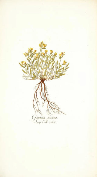 Nikolaus Joseph Freiherr von Jacquin - Genista sericea.webp