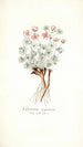Geranium argenteum - Nikolaus Joseph Freiherr von Jacquin — näkymä teoksesta