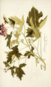 Geranium glutinosum - Nikolaus Joseph Freiherr von Jacquin — näkymä teoksesta