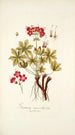 Geranium macrorrhizum - Nikolaus Joseph Freiherr von Jacquin — näkymä teoksesta
