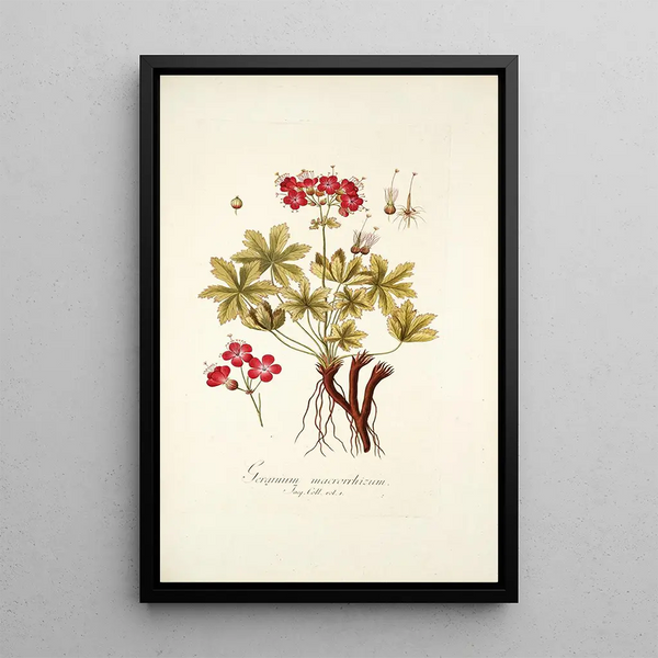 Nikolaus Joseph Freiherr von Jacquin - Geranium macrorrhizum.webp