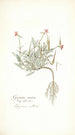 Geranium ovatum - Nikolaus Joseph Freiherr von Jacquin — näkymä teoksesta