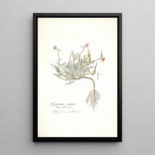 Nikolaus Joseph Freiherr von Jacquin - Geranium ovatum.webp