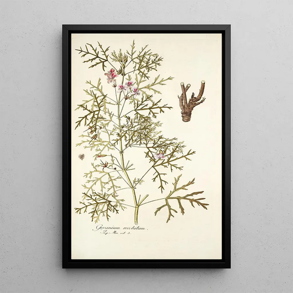 Nikolaus Joseph Freiherr von Jacquin - Geranium revolutum.webp