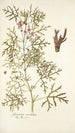 Geranium revolutum - Nikolaus Joseph Freiherr von Jacquin — näkymä teoksesta