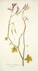 Geranium tetragonum - Nikolaus Joseph Freiherr von Jacquin — näkymä teoksesta