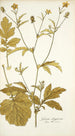 Geum aleppicum - Nikolaus Joseph Freiherr von Jacquin — näkymä teoksesta