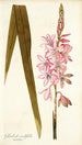 Gladioli iridifolii - Nikolaus Joseph Freiherr von Jacquin — näkymä teoksesta