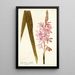 Gladioli iridifolii - Nikolaus Joseph Freiherr von Jacquin — kehystetty taideteos seinällä